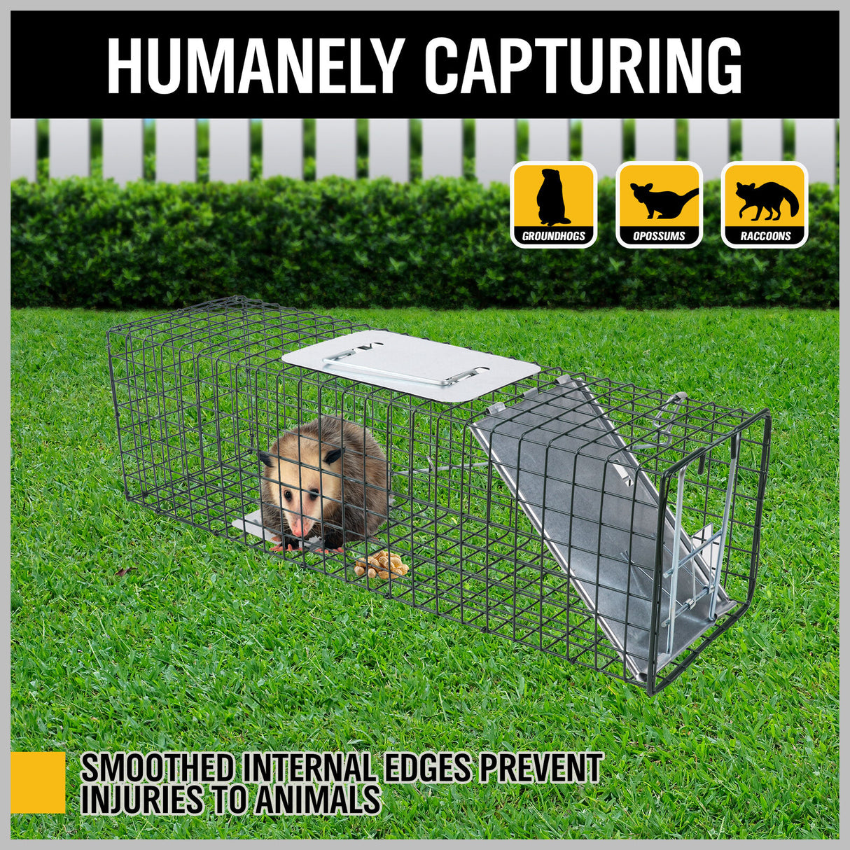 Humane steel animal trap cage in two sizes, ideal for safely catching possums, foxes, rats, cats, rabbits, and birds without harm